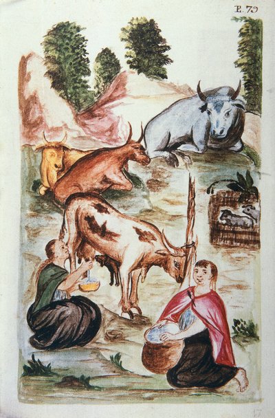 トルヒーヨ司教バルタサル・マルティネス・コンパニオン・イ・ブジャンダ（1782-1785）の著書「トルヒーヨ・デル・ペルー」（Códice Martínez Compañón）より。 作： Unknown artist