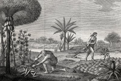 コロンビアのオレノケ盆地で土地を耕す先住民たち。1780年に描かれた版画 作： Unknown artist