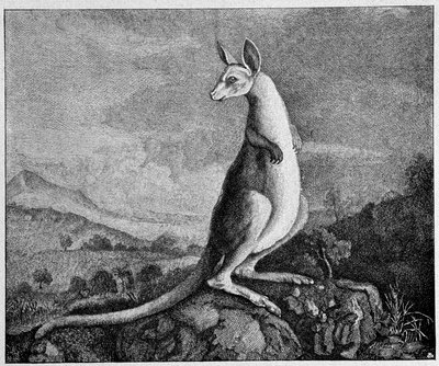 オーストラリアでカンガルーを発見したキャプテン・クックが描いたカンガルー - 1774年の銅版画より 作： Unknown artist