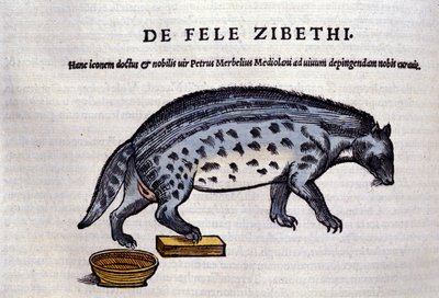 Conrad Gesner (1516 - 1565) の『Historia Animalium』の中のLa civette、Tiguri。 作： Unknown artist