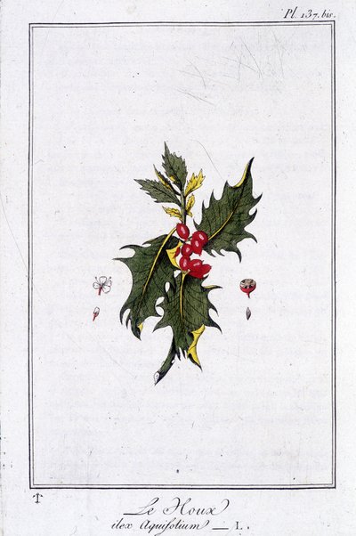 ホリー（Ilex Aquifolium） - J.C.フィリベール著「商人のための植物学演習」（Imprimerie de Crapelet, Paris）に掲載。 作： Unknown artist