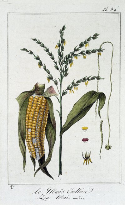 Le Mais Cultive (The Mais) - "Exercises de botany a l