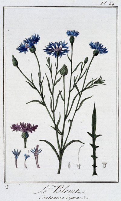 ヤグルマギク（Centaurea Cyanus）...J.C.フィリベール著「商人のための植物学演習」（Imprimerie de Crapelet, Paris）に掲載。 作： Unknown artist