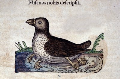コンラッド・ゲスナー（1516-1565）の『Historia Animalium』に登場するシーマーガンサー、ティグリ 作： Unknown artist