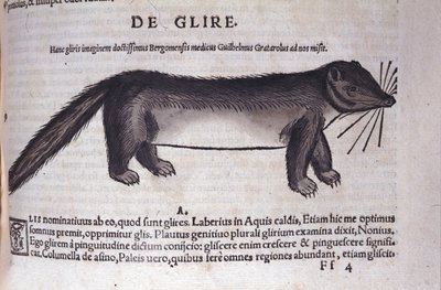 コンラッド・ゲスナー(1516-1565)の『Historia Animalium』に登場するヤマネ、Tiguri 作： Unknown artist