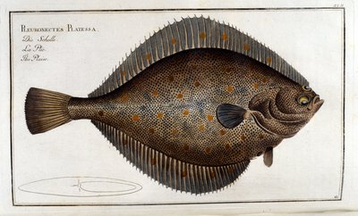 ターボット（Pleuronectes Platessa） Marc Elieser Bloch（Ichtyologie パリ、ベルリン、ロンドン1787年）の後に。 作： Unknown artist