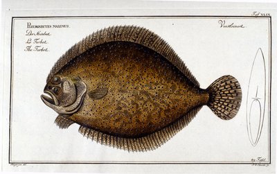 Marc Elieser Bloch Ichtyologie Paris - Berlin - London 1787によると、ターボット（Pleuronectes maximus）。 作： Unknown artist