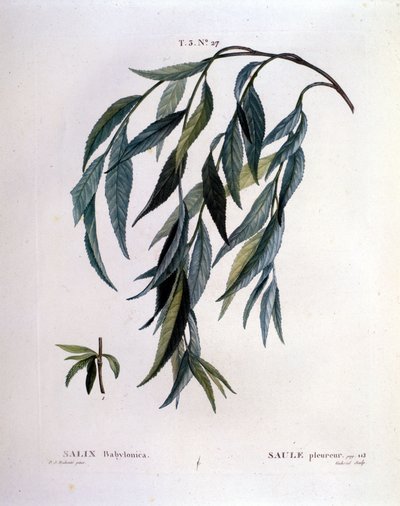 シダレヤナギ（Salix babylonica）の葉。 作： Unknown artist