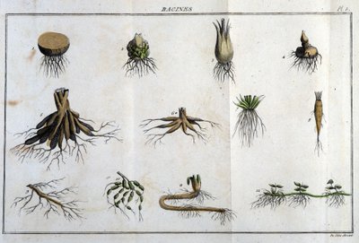 Les Roots：『Flora Françoise』の中で、フランスに自生するすべての植物の簡単な説明を、新しい分析法に基づいて整理し、その中で、医学的に最も不明確な美点と、その有用性を引用しています。 作： Unknown artist