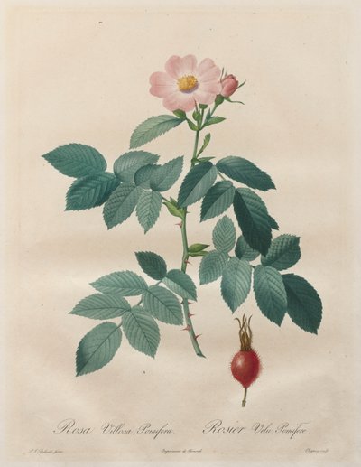 Les Roses: ダウニー ローズ、ポミフェラス 作： Unknown artist
