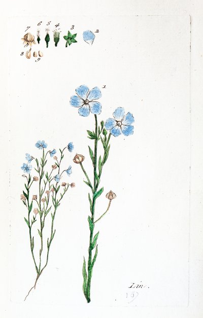  作： 無名の画家