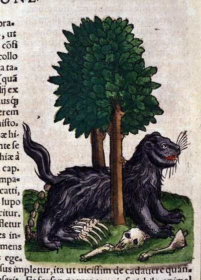 コンラッド・ゲスナー（1516-1565）の『動物史』に登場するライオン、ティグリ 作： Unknown artist