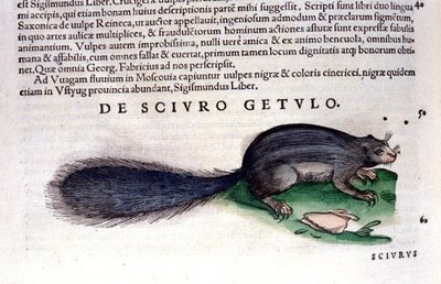 リス...コンラッド・ゲスナー（1516-1565）の『Historia Animalium』では、Tiguri 作： Unknown artist
