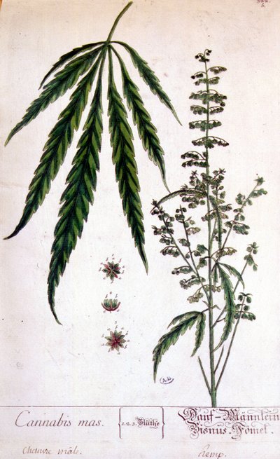大麻の雄花。19世紀のエングレービング。 作： Unknown artist