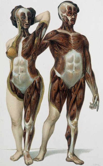 男性と女性の皮膚：筋肉 - 医学書、19世紀後半 作： Unknown artist