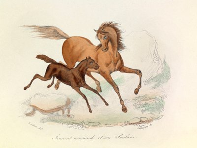 リンネとキュヴィエの命名法に従って分類され、命名されたノルマンド牝馬と仔馬（エングレーヴィング） 作： Unknown artist