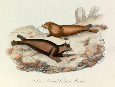 リンネの命名法とキュヴィエの分類によって分類された海熊と海獅子（版画） 作： Unknown artist