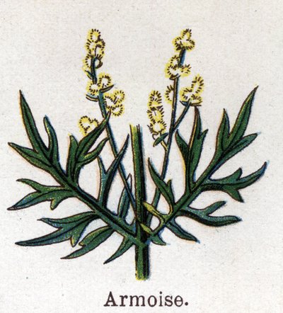 薬用植物と食用植物：セージブラシ。フリードリヒ・エドゥアルド・ビルツ（1842-1922）の「La medication naturelle」に掲載されている図版 作： Unknown artist