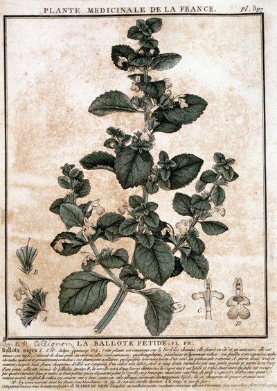 フランスの薬用植物：フェティッド・ベロッテ。 作： Unknown artist
