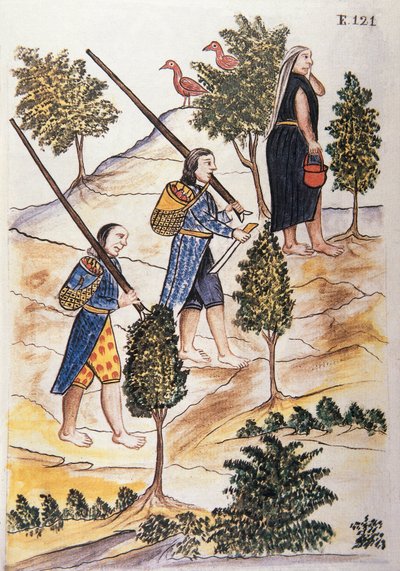 トルヒーヨ司教バルタサル・マルティネス・コンパニオン・イ・ブジャンダ（1782-1785）の著書「トルヒーヨ・デル・ペルー」（Códice Martínez Compañón）より 作： Unknown artist
