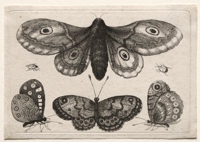 さまざまな姿と形のスカラベとミミズ: 蛾、3 匹の蝶、2 匹のカブトムシ 作： Unknown artist