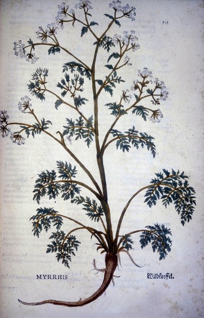 Myrrrhis Odorata Fuchs: チャービル・ムスク - "Natural History of Cocoa and Sugar" にて 作： Unknown artist