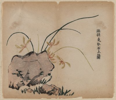 オーキッド オン ロックス 作： Unknown artist