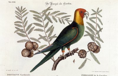 鳥類学。カロライナオウム。(カロライナオウム（Psittacus caroliniensis) 作： Unknown artist