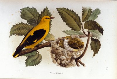 鳥類学：子供の巣の近くにいるロリオット。 作： Unknown artist