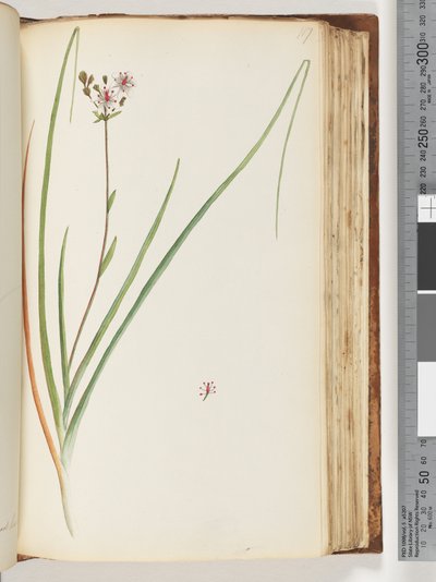 ページ117。未確認の植物 作： Unknown artist