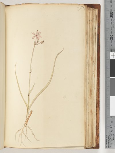119ページ。碑文なし、未完成の図面、未確認の植物 作： Unknown artist