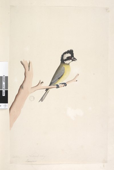 ページ11。ラニウス。別の手で10月の上のタイトル。自然なサイズのハシブトモズ、Tit Falcunculus frontatus、1791-92 作： Unknown artist