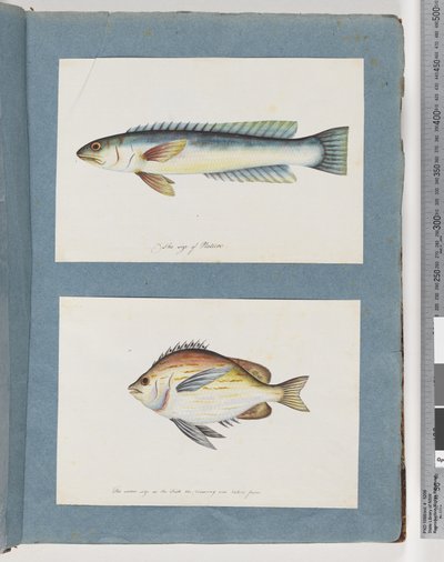 11ページ。正体不明の魚。 12.正体不明の魚 作： Unknown artist
