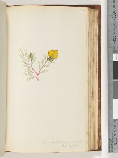 ページ134。Gompholobiumgrandlflorum- Exot。ホット。私。 5 作： Unknown artist