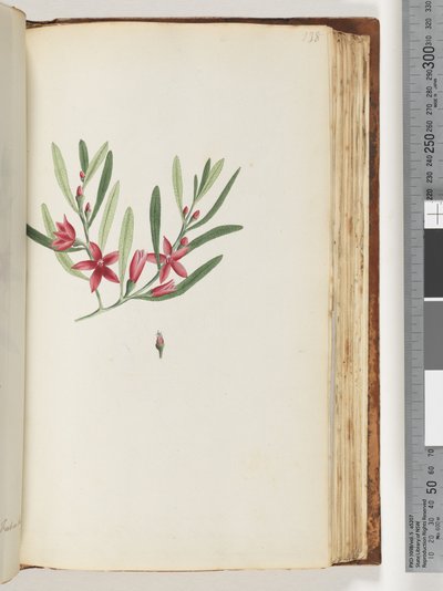 138ページ。無名の顕花植物と昆虫 作： Unknown artist