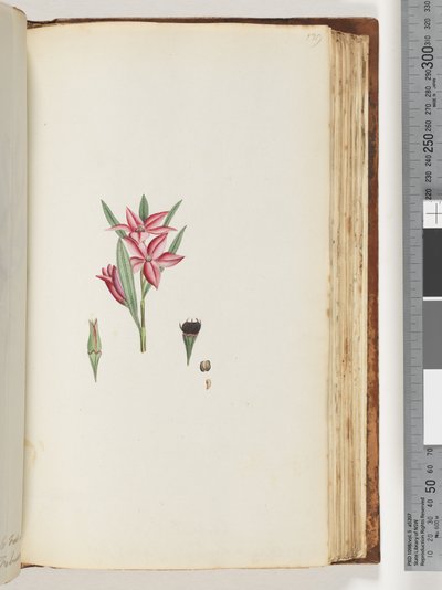 ページ139。名前のない顕花植物 作： Unknown artist