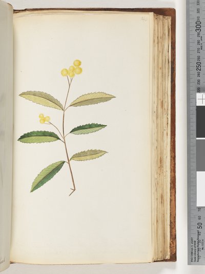 140ページ。正体不明の花、1794年10月 作： Unknown artist