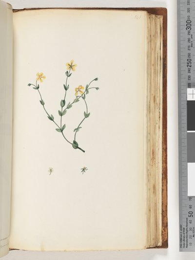 ページ141。未確認の植物 作： Unknown artist