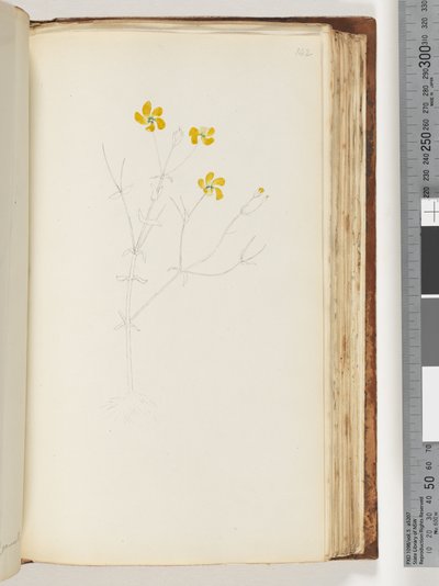 ページ142.碑文なし、未完成の図面、未確認の植物 作： Unknown artist