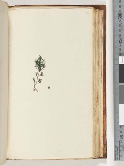 143ページ。正体不明の植物 作： Unknown artist