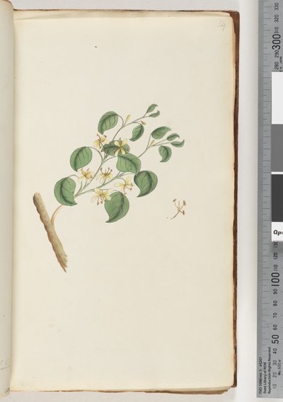 14ページ。正体不明の植物 作： Unknown artist