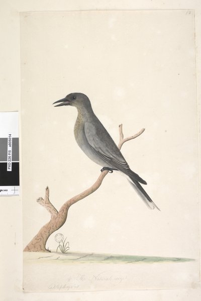 15ページ。Ceblephyris。別の手でタイトルの上に自然なサイズの灰色のCurrawongStrepera versicolor、1791-92 作： Unknown artist