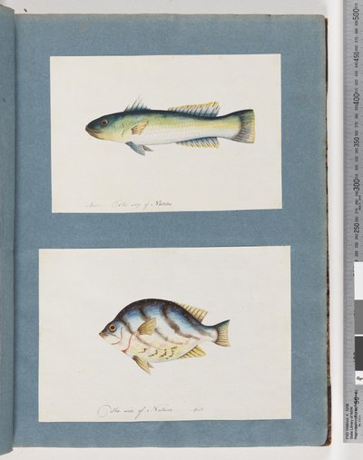 Page15。正体不明の魚16.正体不明の魚 作： Unknown artist