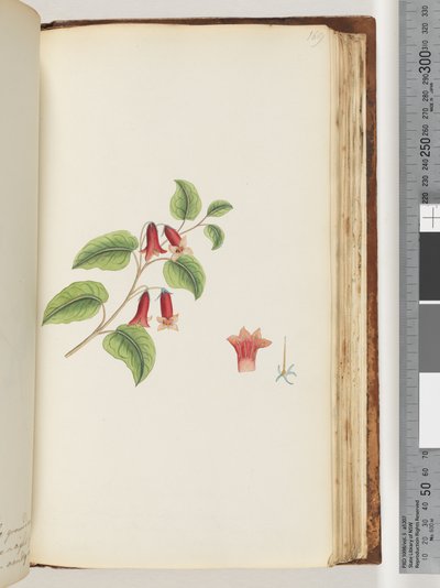ページ169。名前のない顕花植物 作： Unknown artist