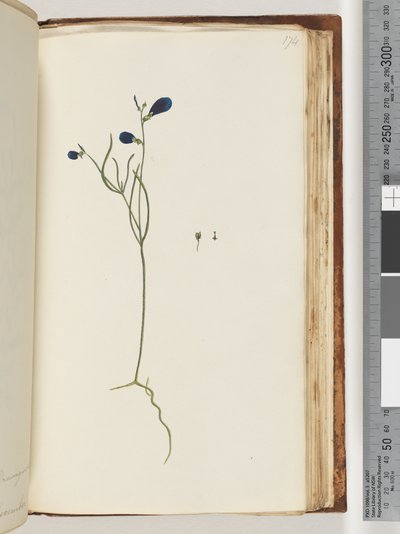 174ページ。正体不明の植物 作： Unknown artist
