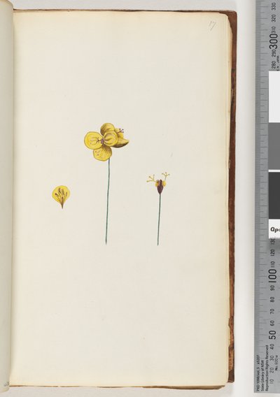 17ページ。正体不明の植物 作： Unknown artist
