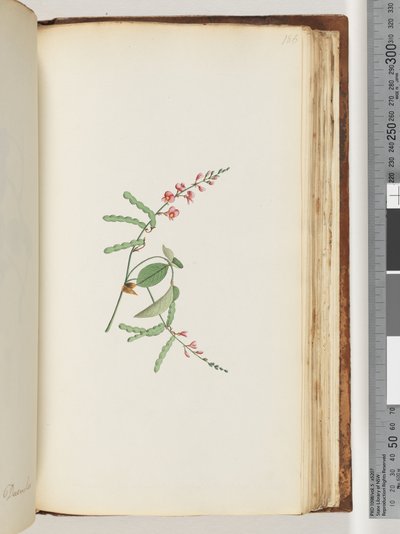 186ページ。顕花植物、クリーパー 作： Unknown artist