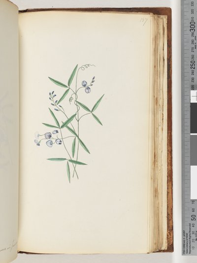Page 187.未確認の植物 作： Unknown