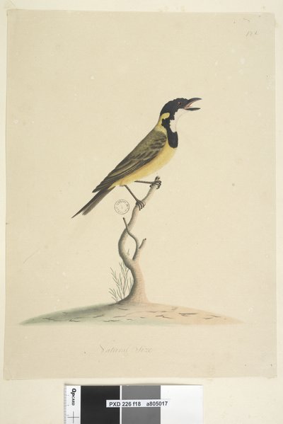 ページ18。自然なサイズのゴールデンウィスラーPachycephalapectoralis、男性、1791-92 作： Unknown artist
