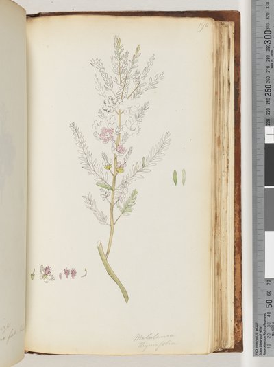 ページ190.Melaleuca thymifolia -タイムハニー、マートル 作： Unknown artist
